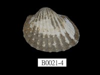 藏品(結蚶)的圖片